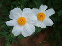 Romneya coulteri